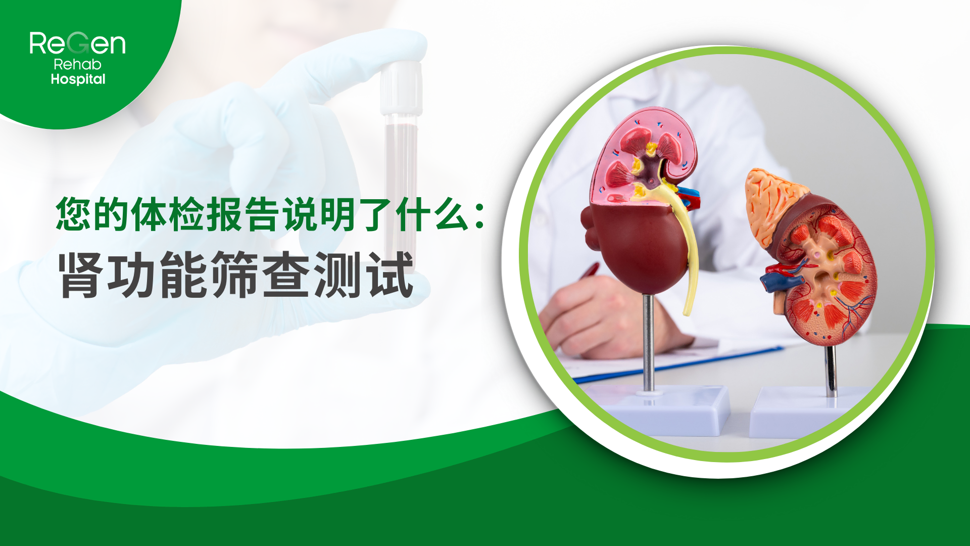 肾功能筛查测试